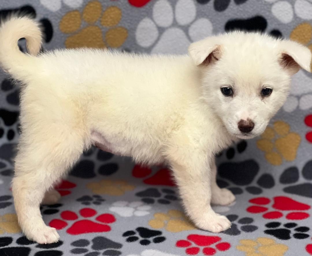 Willow, adopted, Puppy Female Australian Shepherd.