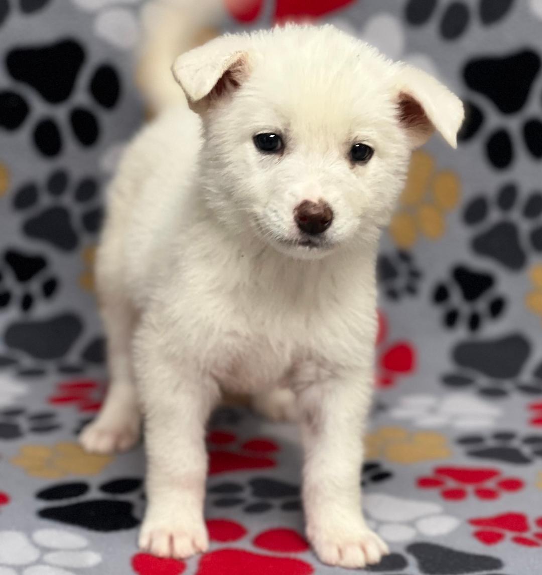 Enlarge Willow, an adopted mixed breed in Willington, CT image 2/6