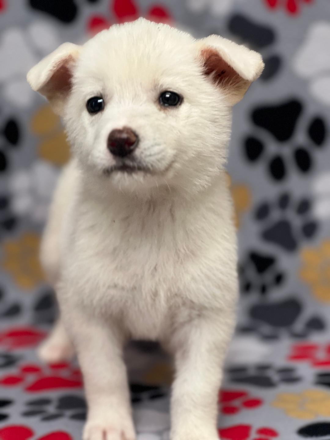 Enlarge Willow, an adopted mixed breed in Willington, CT image 3/6