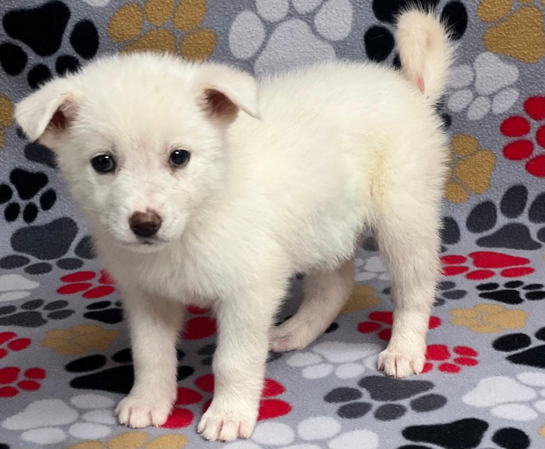 Enlarge Willow, an adopted mixed breed in Willington, CT image 4/6