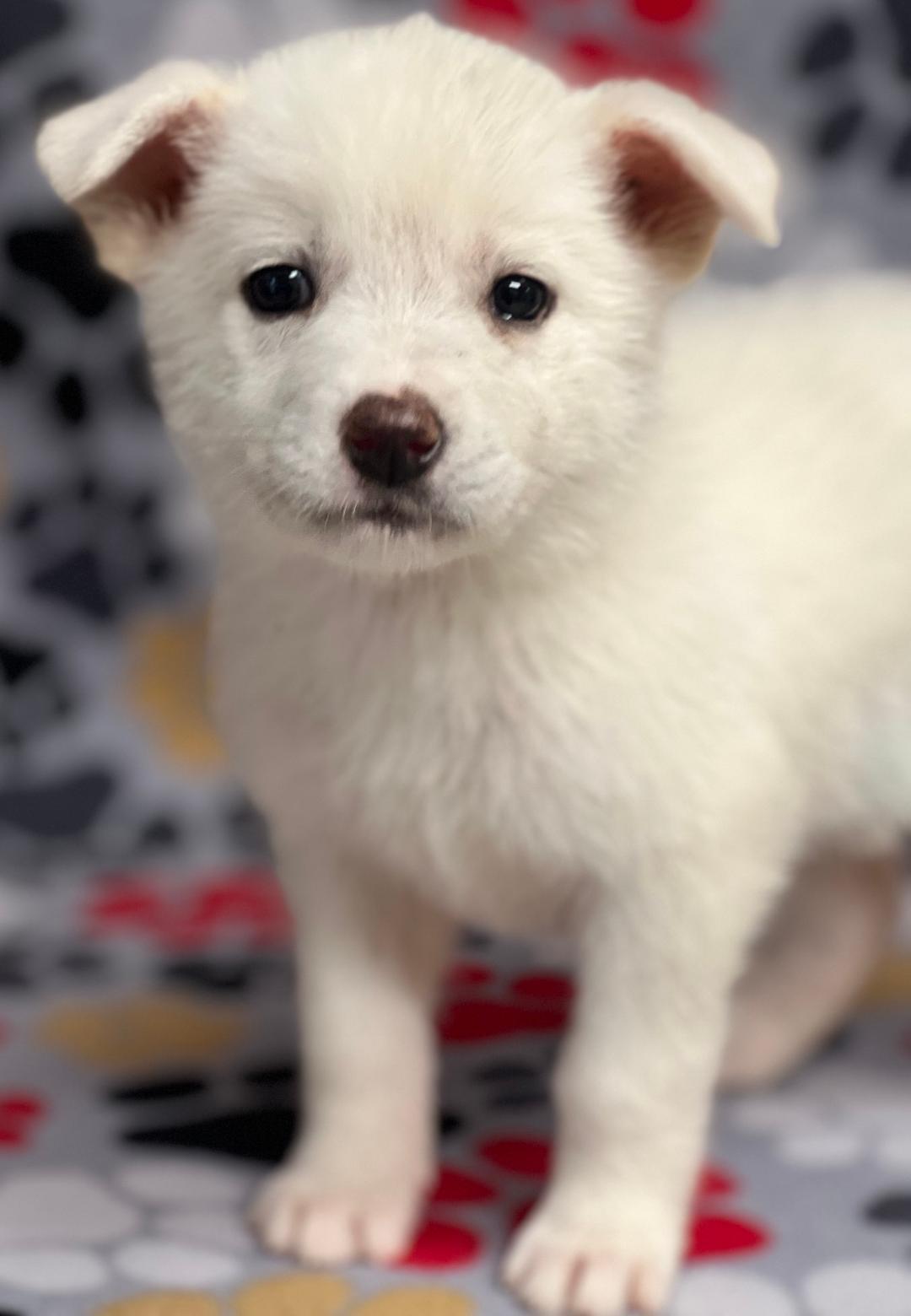 Enlarge Willow, an adopted mixed breed in Willington, CT image 5/6