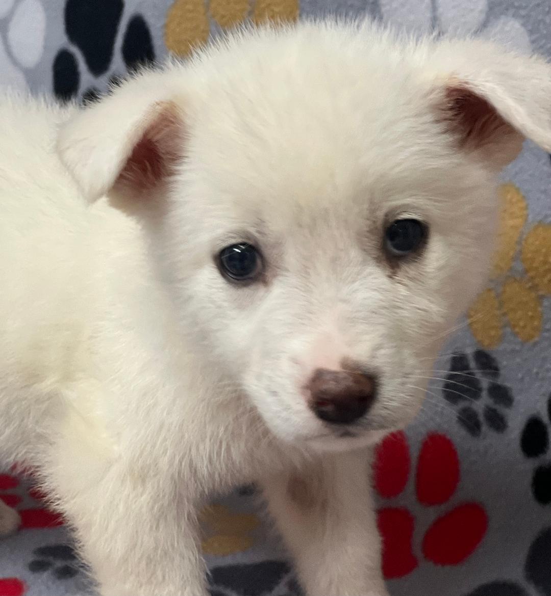 Enlarge Willow, an adopted mixed breed in Willington, CT image 6/6