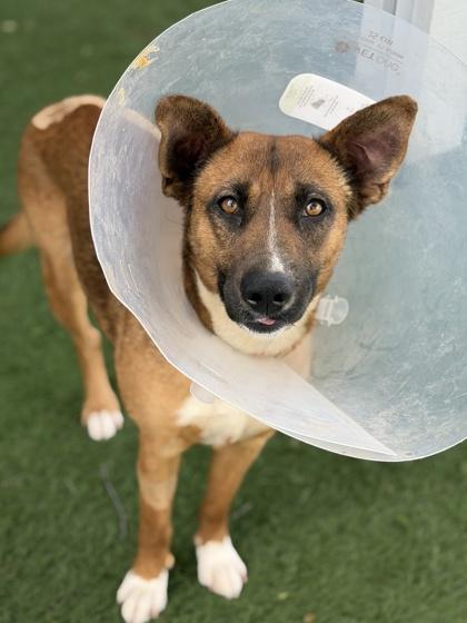 Enlarge Sakura *Tri-pawed* , a Adoptable mixed breed in Sacramento, CA image 6/6