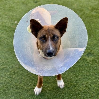 Enlarge Sakura *Tri-pawed* , a Adoptable mixed breed in Sacramento, CA image 2/6