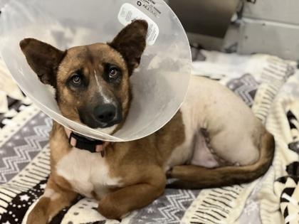 Enlarge Sakura *Tri-pawed* , a Adoptable mixed breed in Sacramento, CA image 4/6