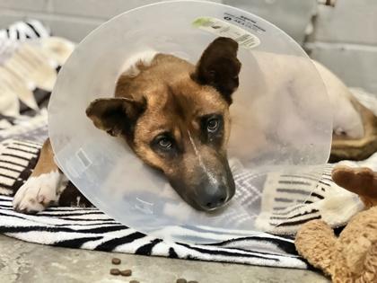 Enlarge Sakura *Tri-pawed* , a Adoptable mixed breed in Sacramento, CA image 3/6