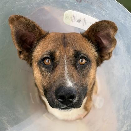 Sakura *Tri-pawed* , Adoptable, Young Female Australian Cattle Dog / Blue Heeler.
