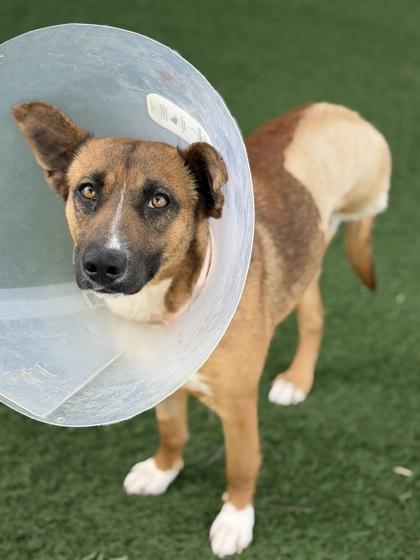 Enlarge Sakura *Tri-pawed* , a Adoptable mixed breed in Sacramento, CA image 5/6