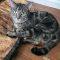 Enlarge Elpheba, a ADOPTABLE Domestic Short Hair in Elizabeth, IL image 2/2