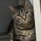 Elpheba, ADOPTABLE, Young Female Domestic Short Hair.