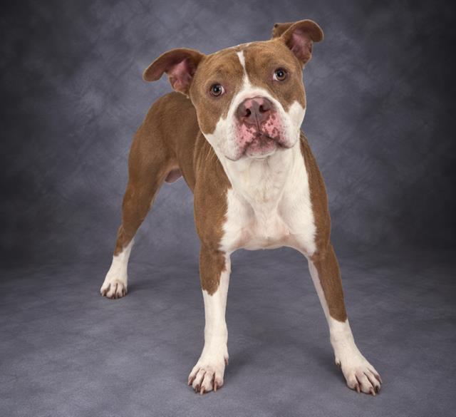 DRAKE, Adoptable, Adult Male American Bulldog & Mixed Breed.