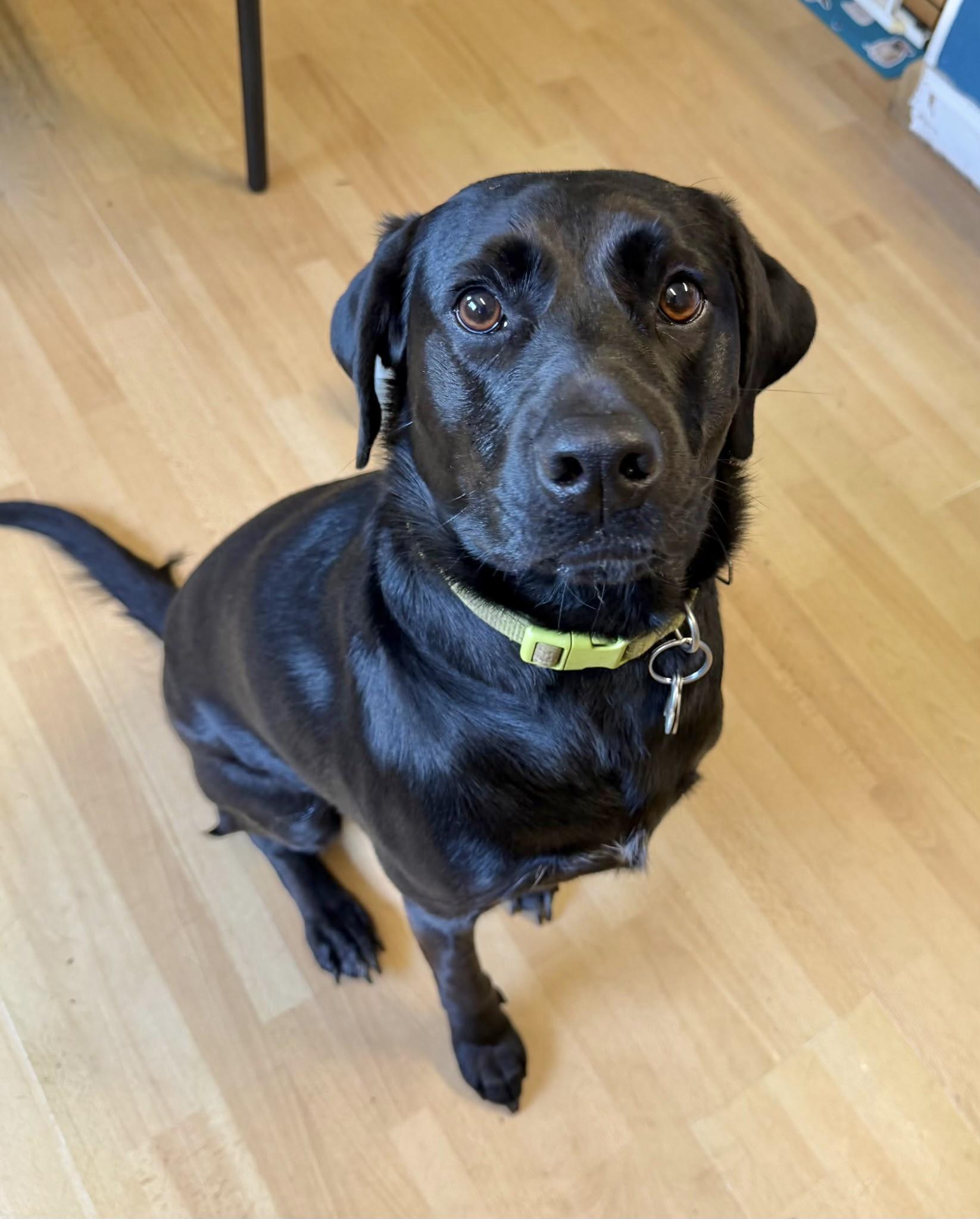Coora, adopted, Adult Female Labrador Retriever.
