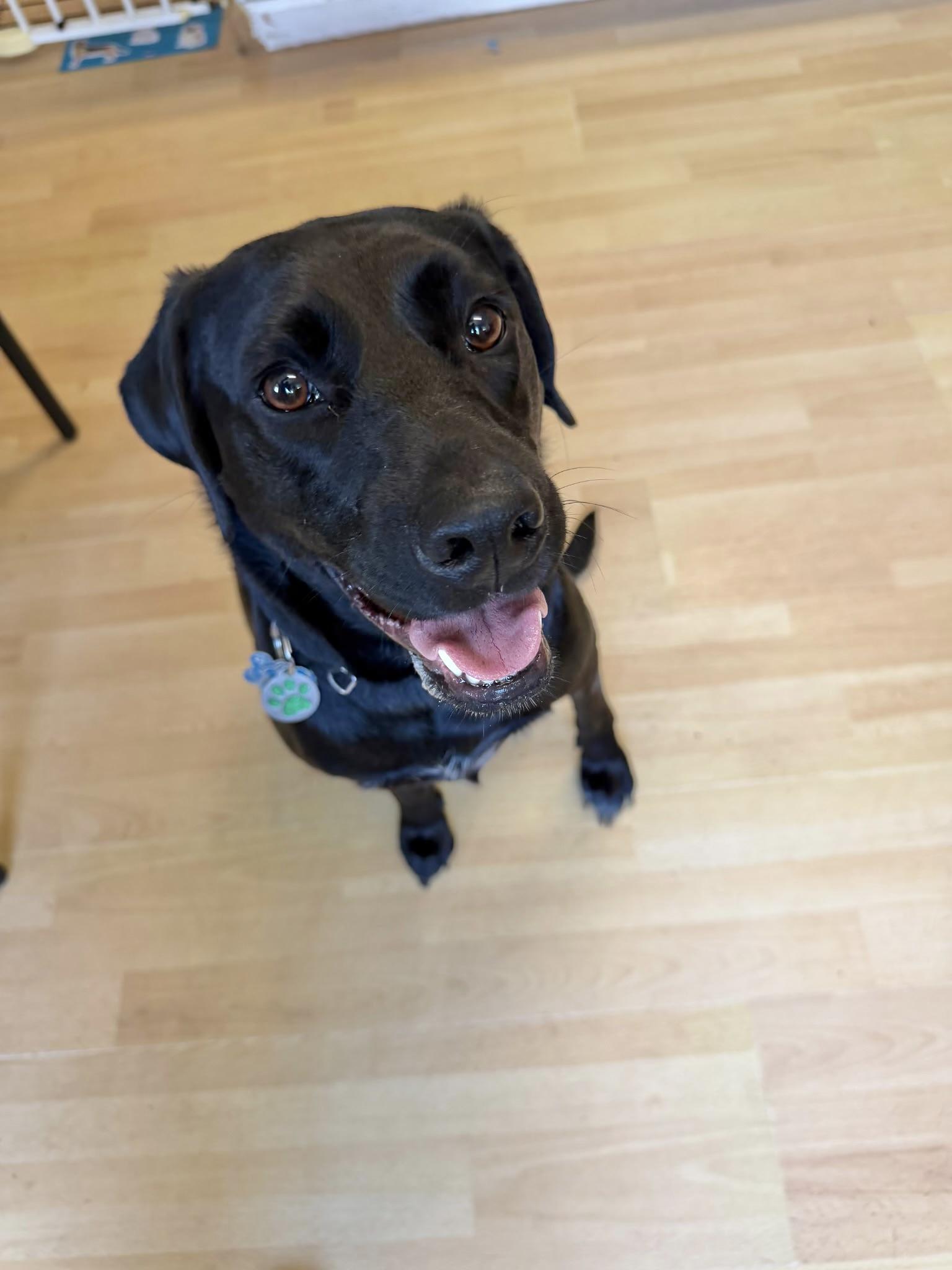Coora, an adopted Labrador Retriever in Manchester, CT image 2/2