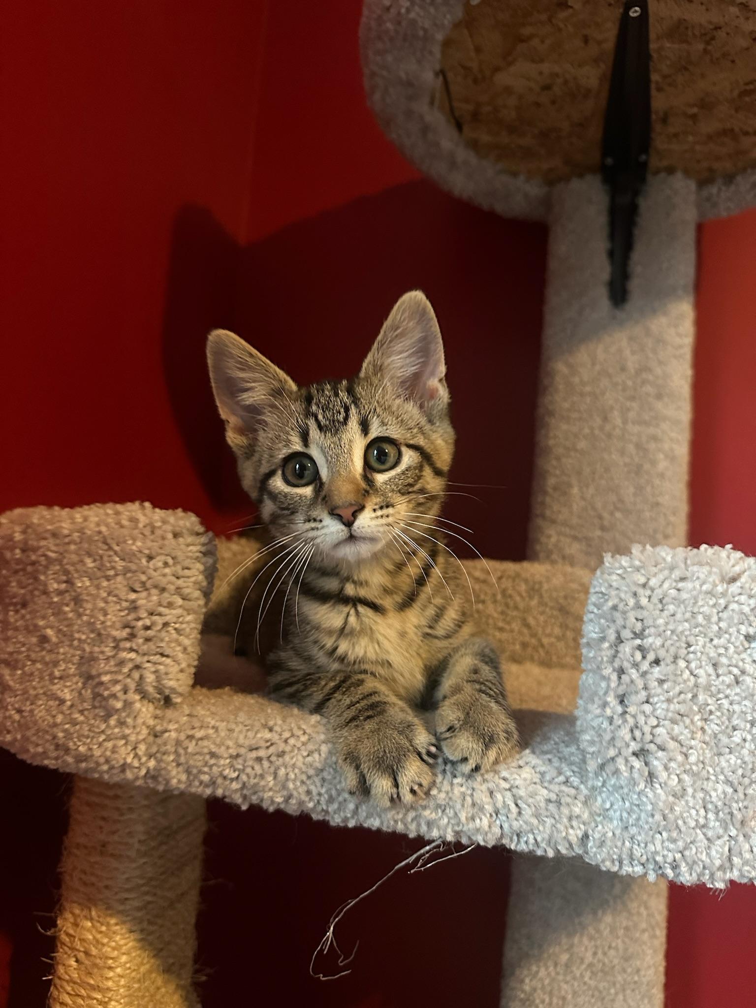Kenpachi, a ADOPTABLE Domestic Short Hair in Hartville, OH image 3/4