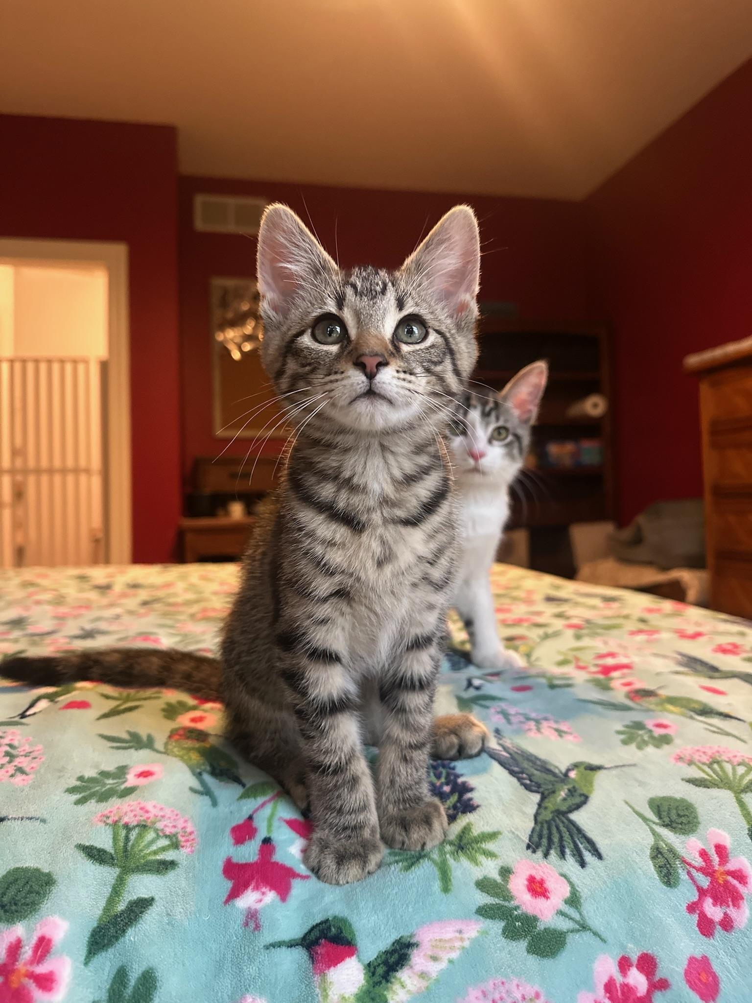 Kenpachi, a ADOPTABLE Domestic Short Hair in Hartville, OH image 4/4