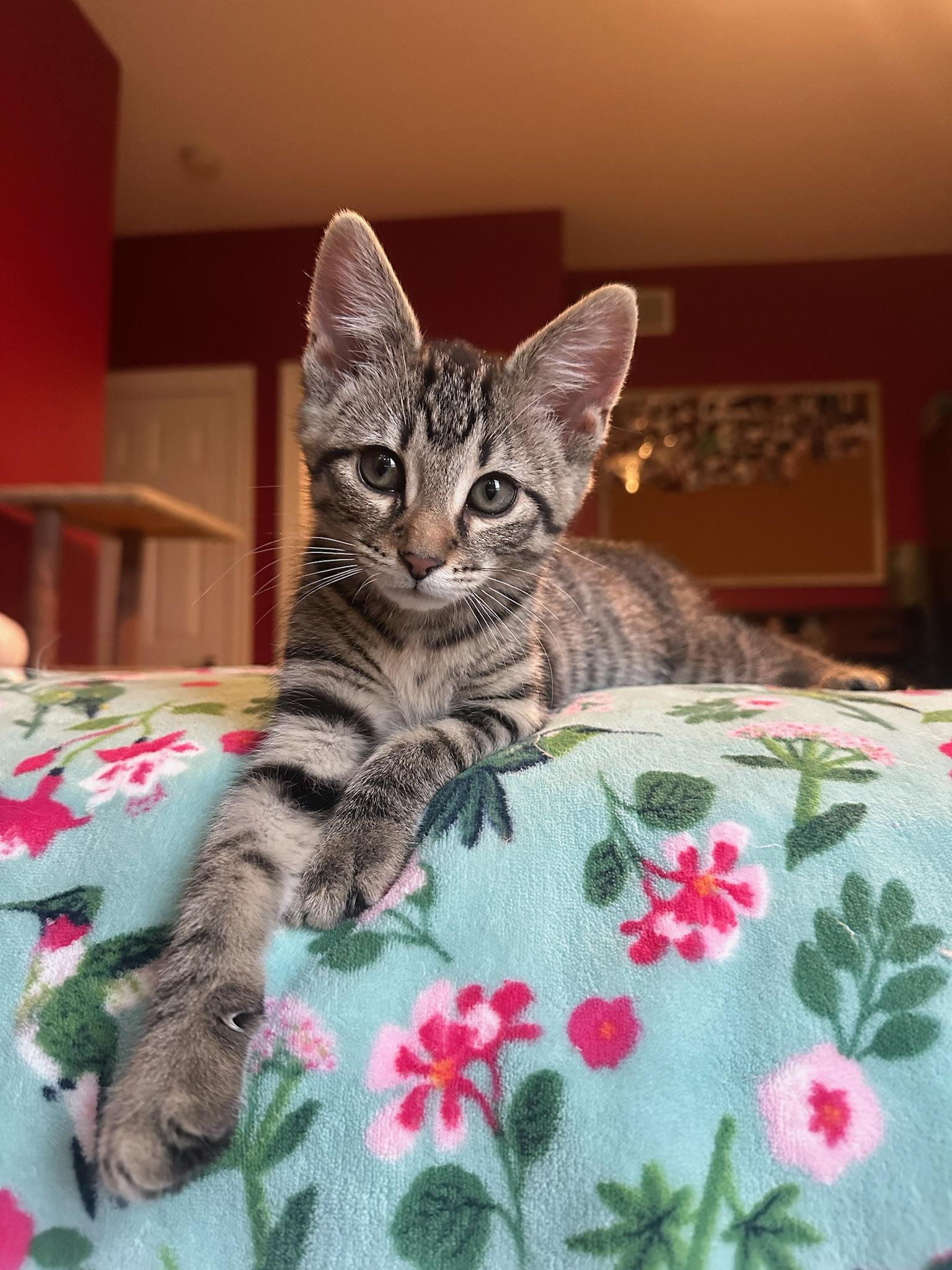 Kenpachi, a ADOPTABLE Domestic Short Hair in Hartville, OH image 2/4