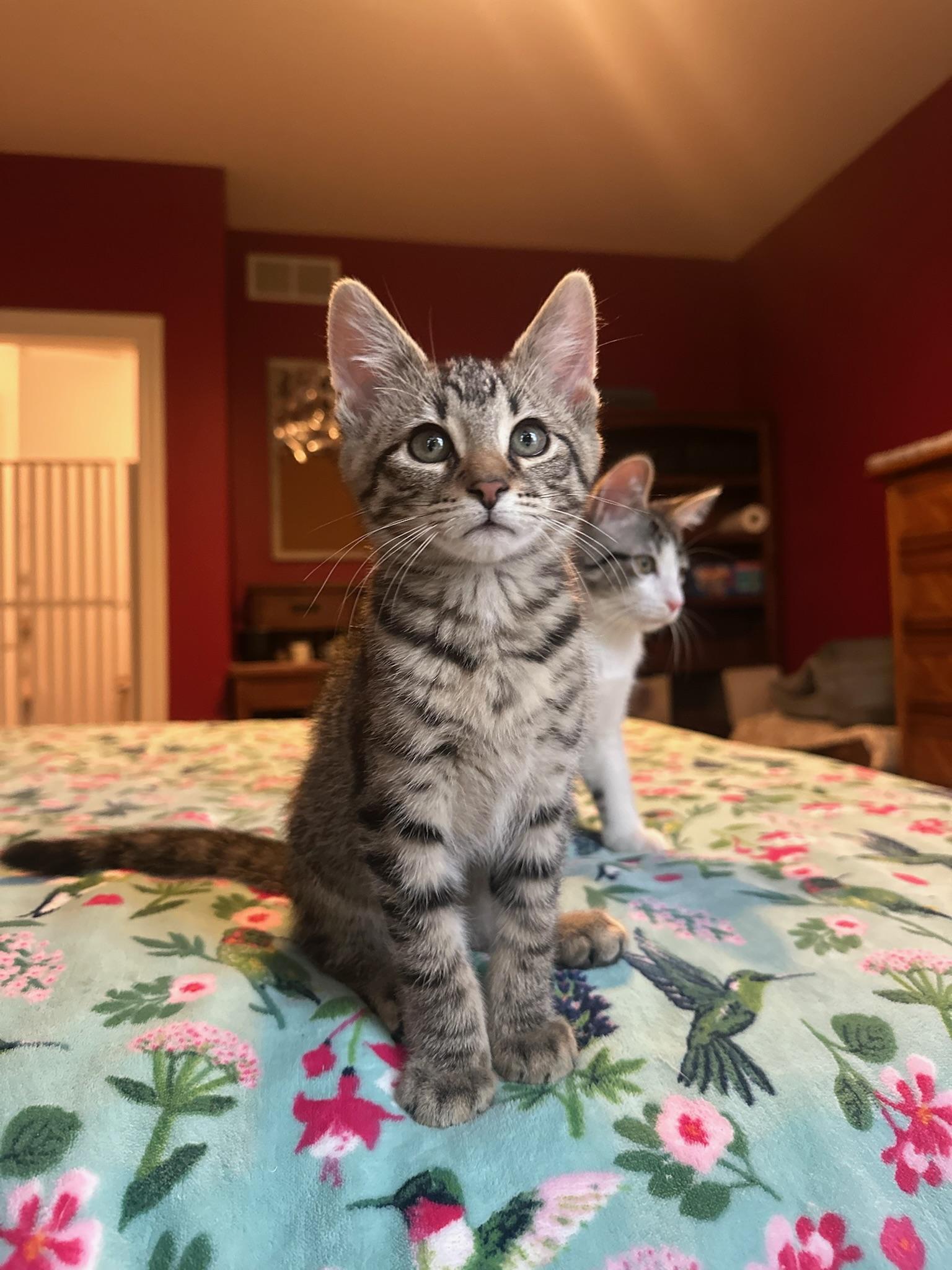 Kenpachi, ADOPTABLE, Kitten Male Domestic Short Hair.