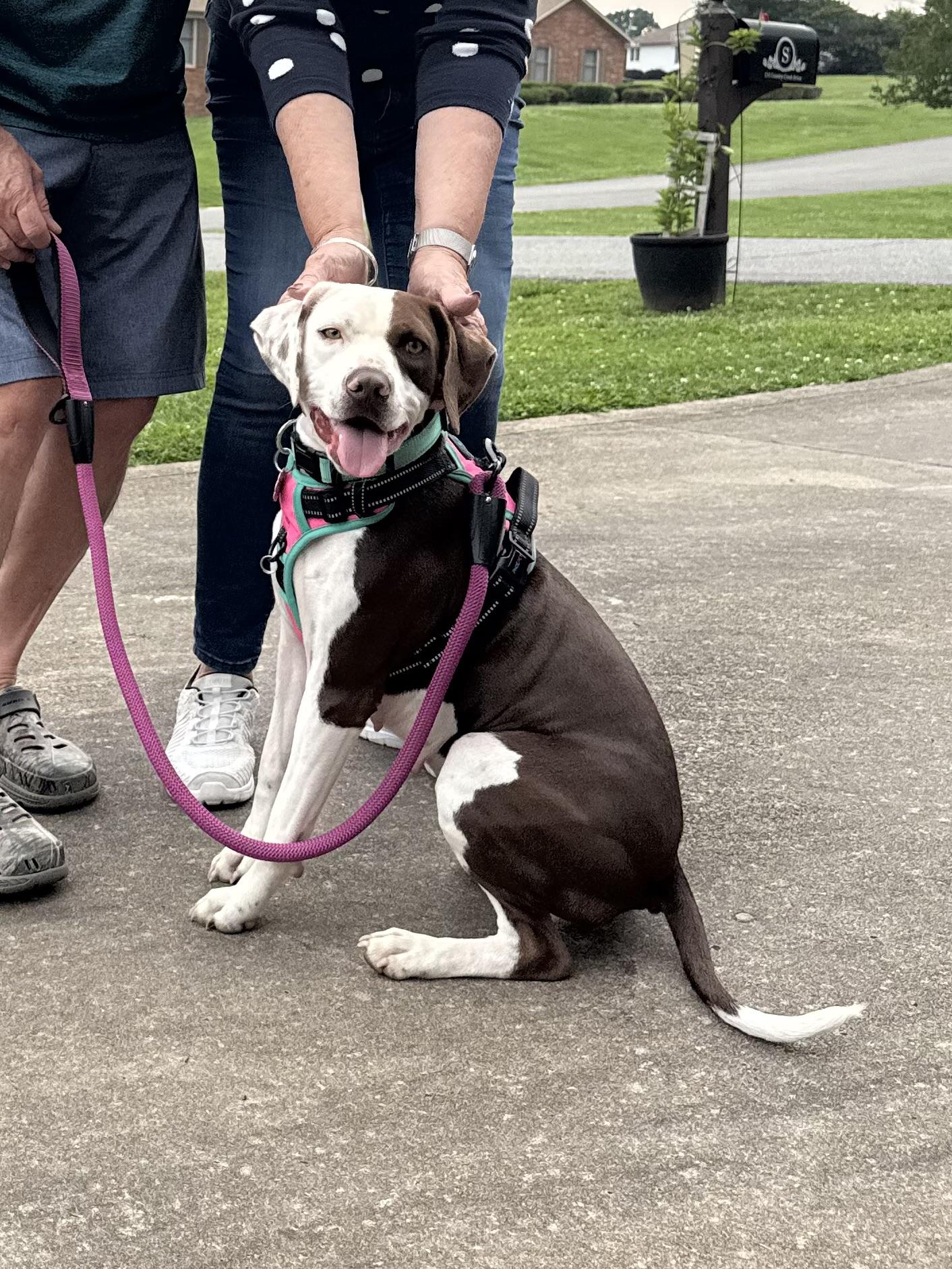 Lola, Adopted, Adult Female Pointer.