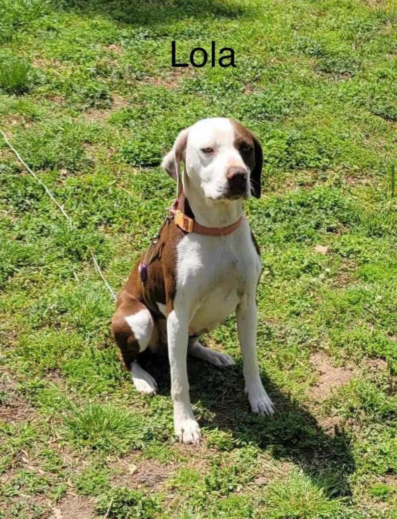 Lola, a Adopted mixed breed in Kings Mountain, NC image 2/6