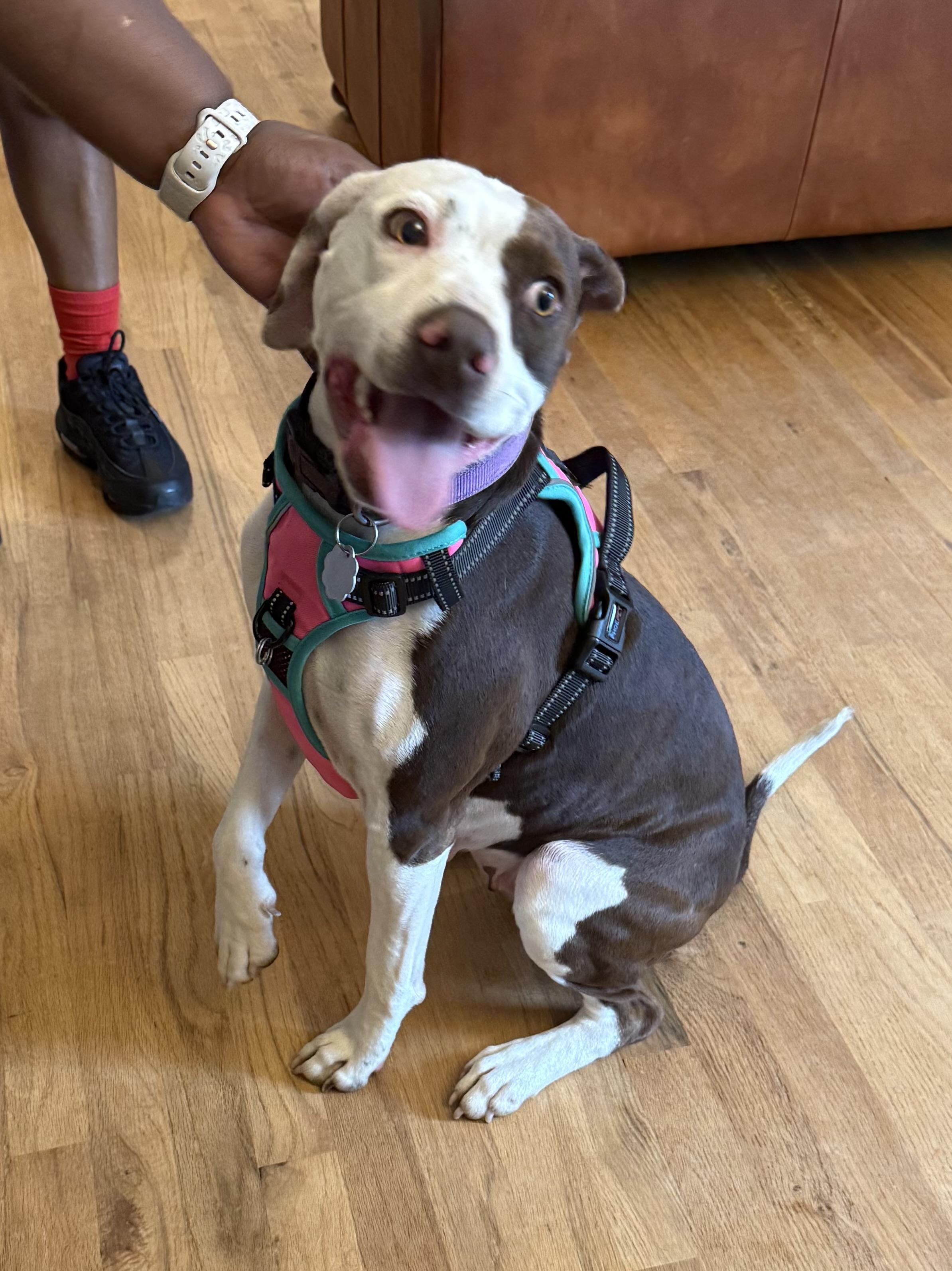 Lola, a Adopted mixed breed in Kings Mountain, NC image 3/6