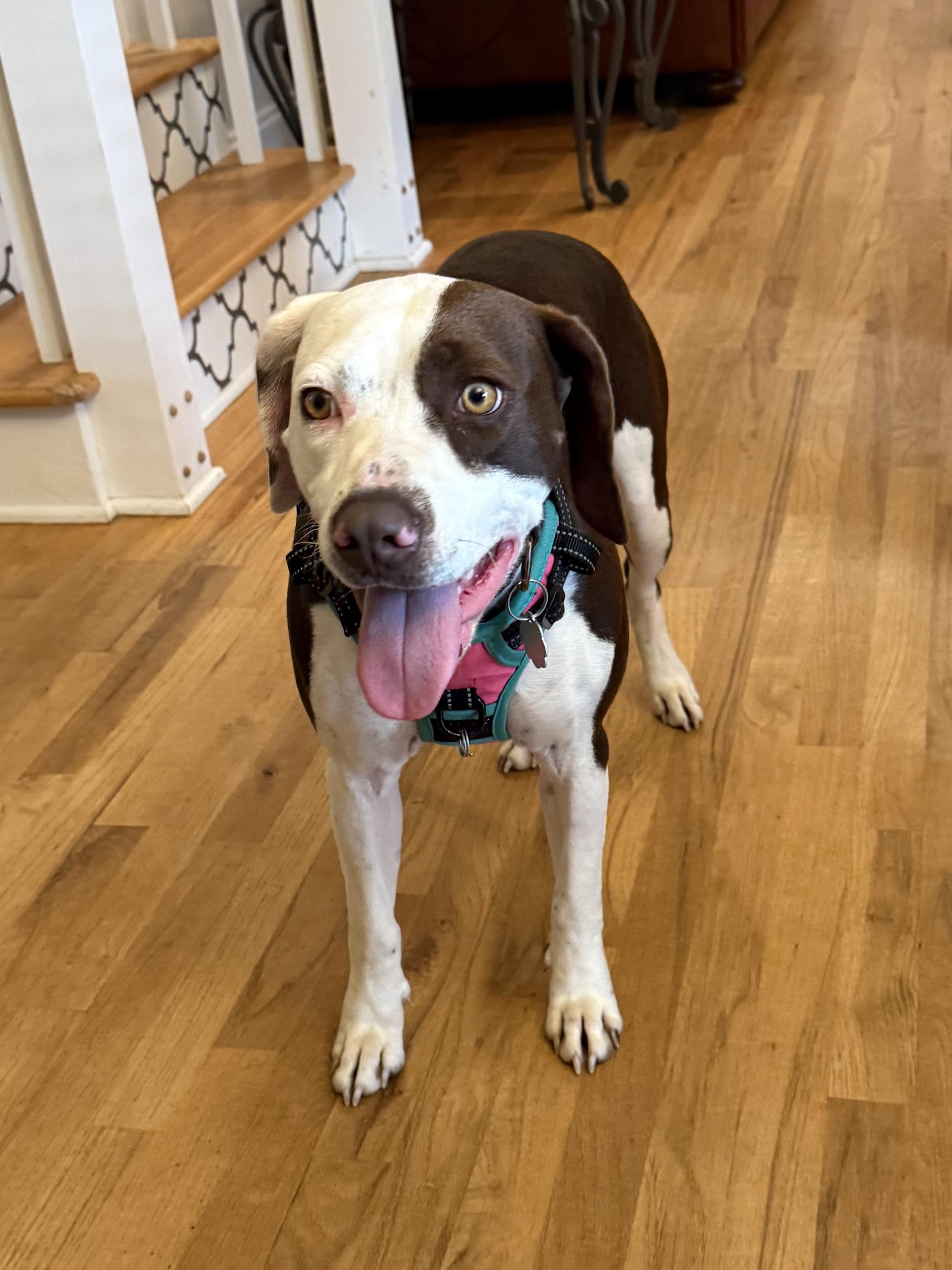 Lola, Adopted, Adult Female Pointer.