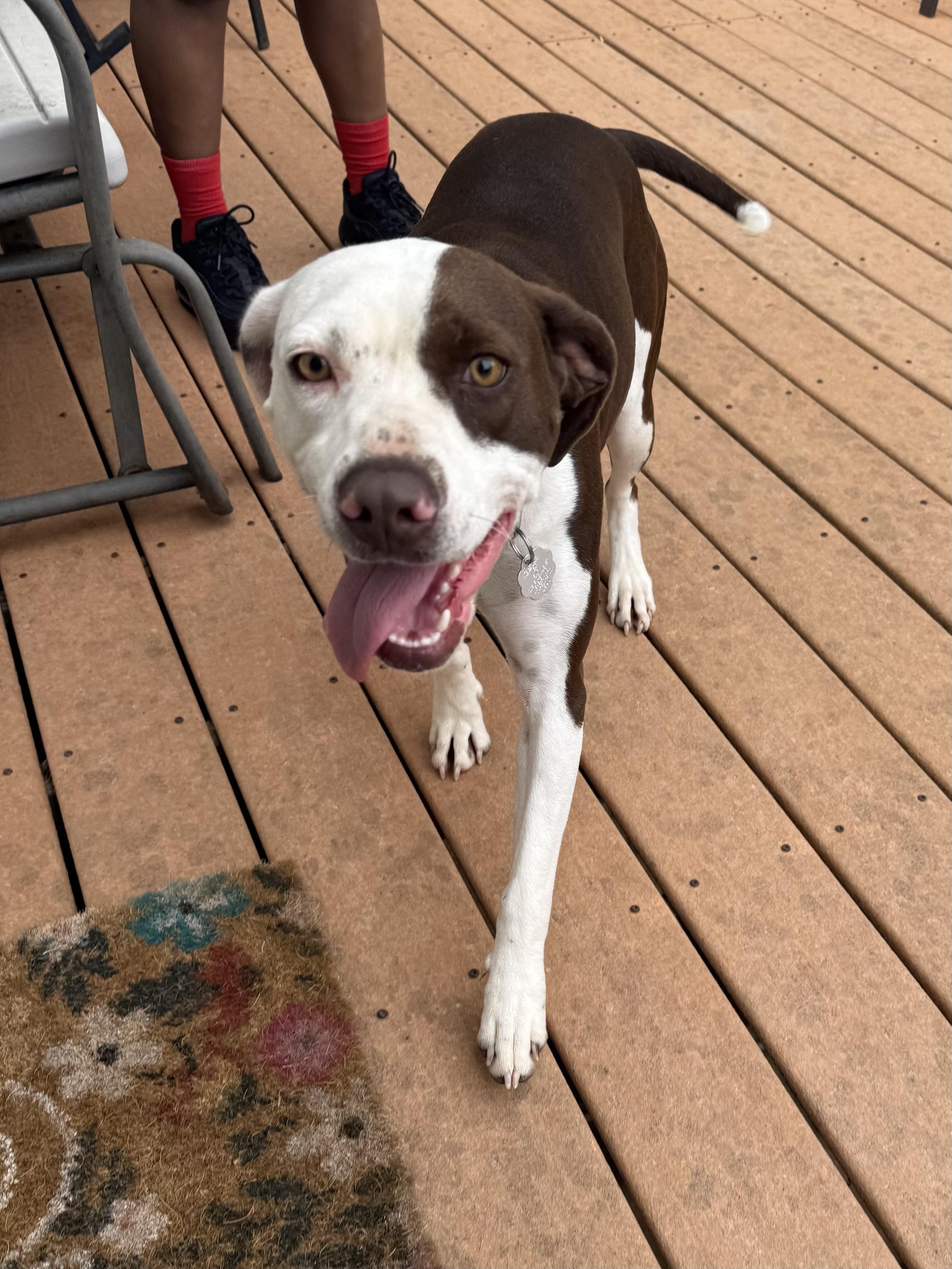 Lola, a Adopted mixed breed in Kings Mountain, NC image 5/6