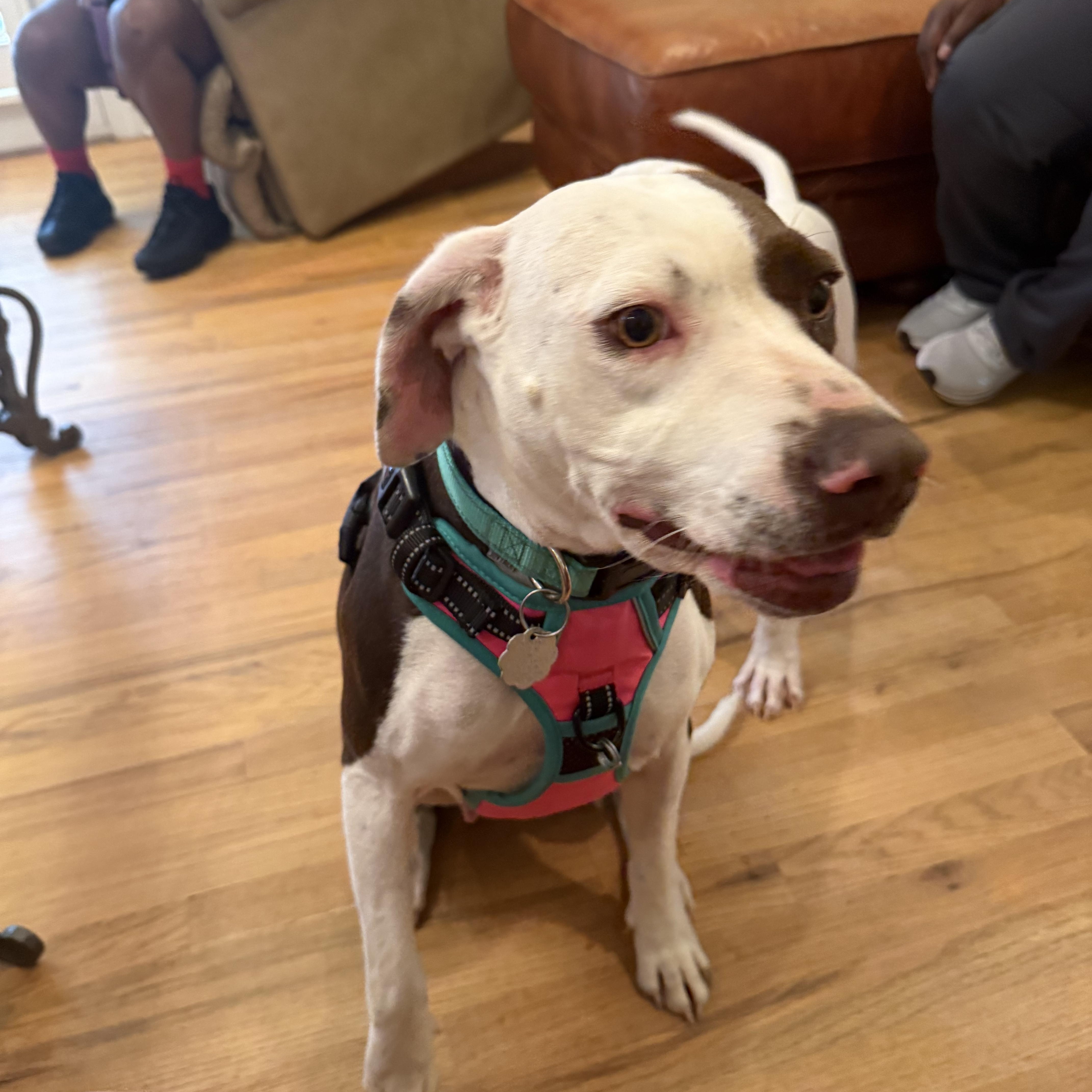 Lola, a Adopted mixed breed in Kings Mountain, NC image 6/6