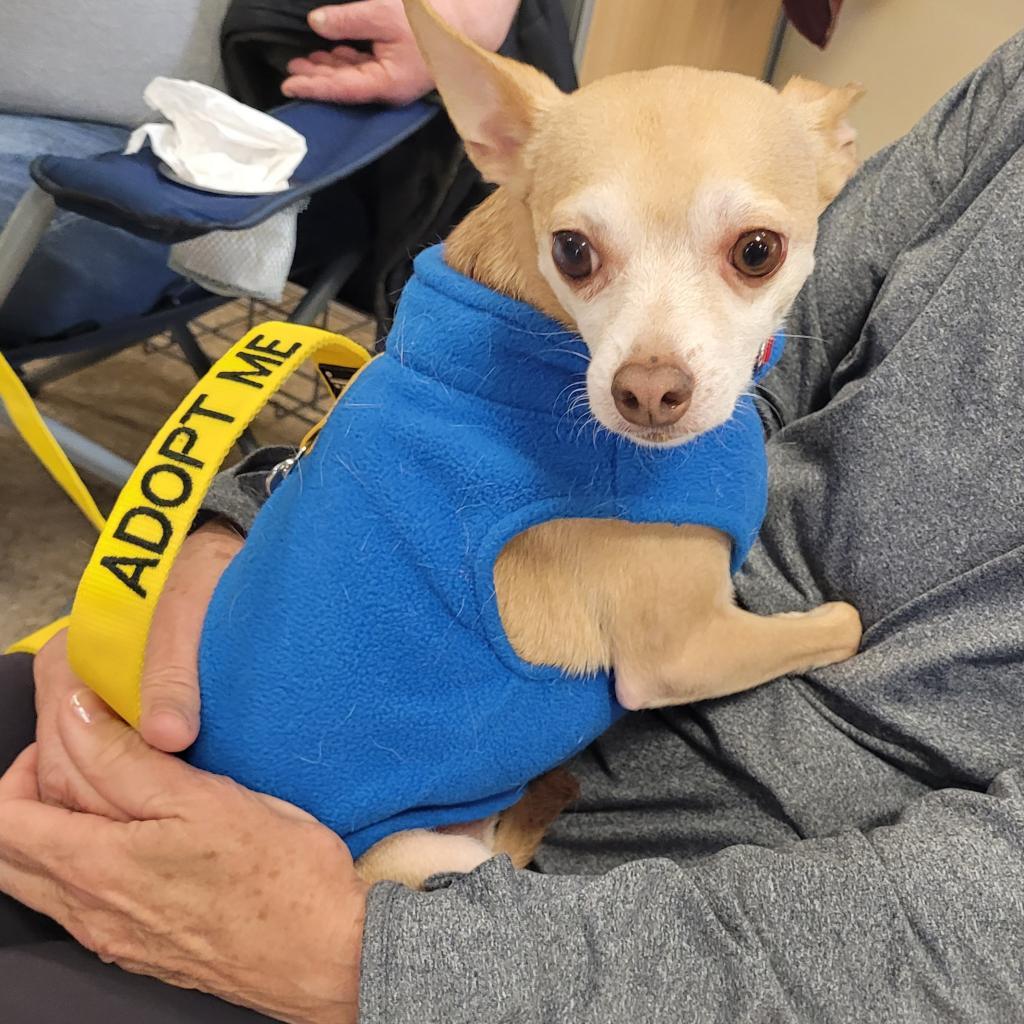 Stimie, a Adoptable Chihuahua in Rochester, MN image 1/6