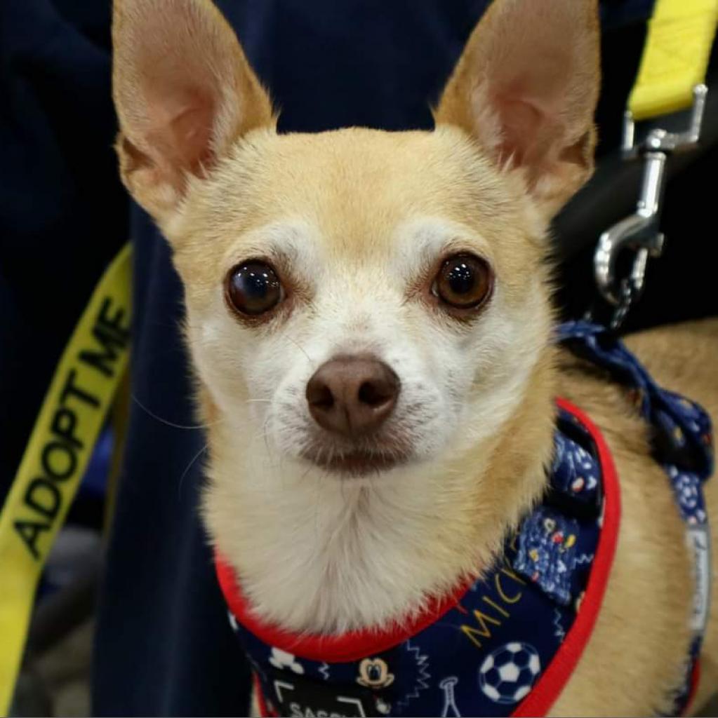 Stimie, a Adoptable Chihuahua in Rochester, MN image 2/6