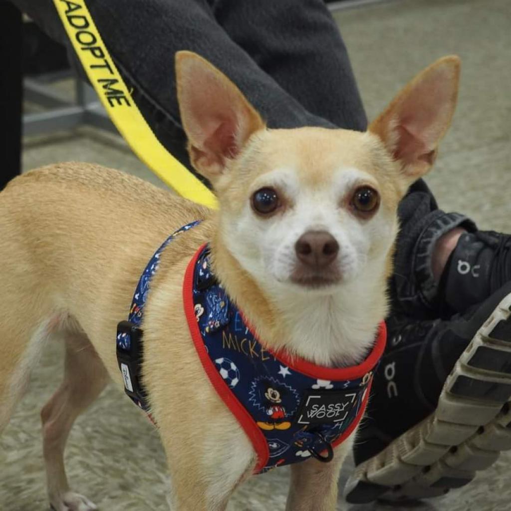 Stimie, a Adoptable Chihuahua in Rochester, MN image 3/6