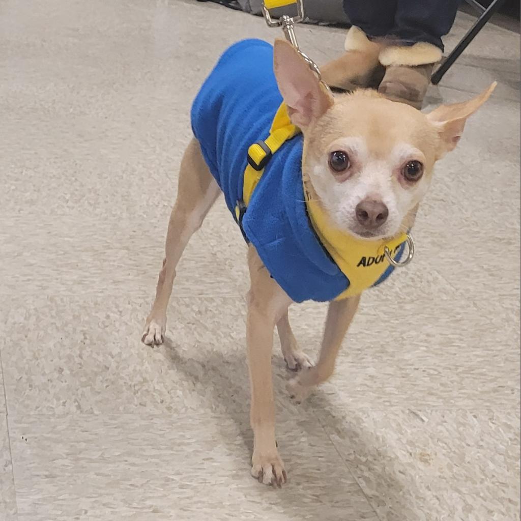 Stimie, a Adoptable Chihuahua in Rochester, MN image 4/6