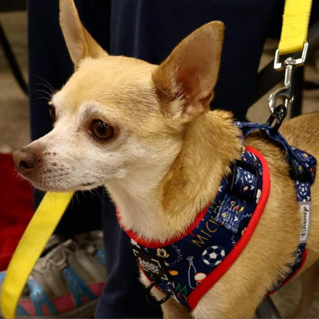 Stimie, a Adoptable Chihuahua in Rochester, MN image 5/6