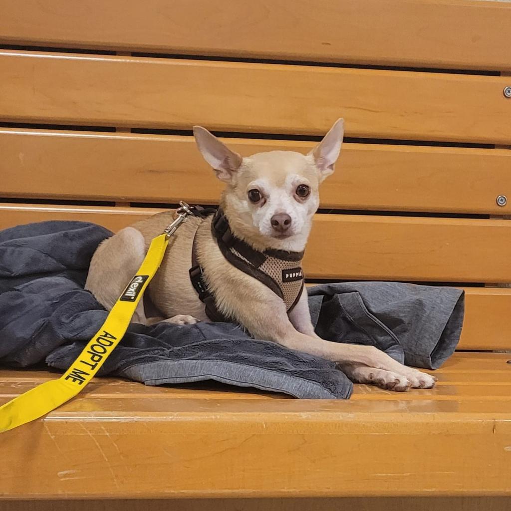 Stimie, a Adoptable Chihuahua in Rochester, MN image 6/6