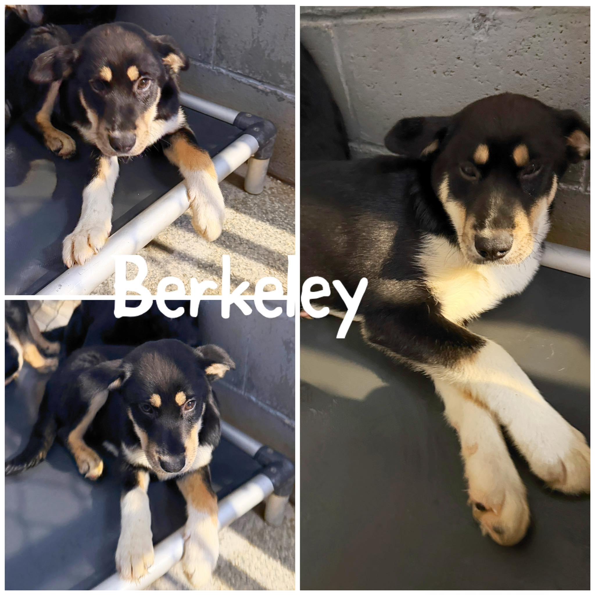 Berkeley, adopted, Young Male Siberian Husky & Chihuahua.