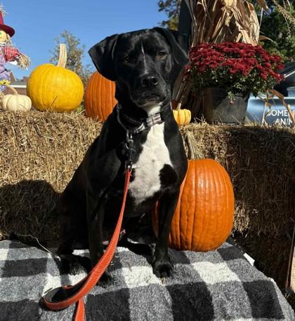 Diesel, Adoptable, Adult Male Beagle & Labrador Retriever.