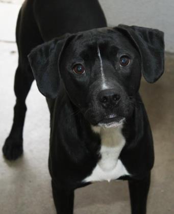 Enlarge Diesel, a Adoptable mixed breed in Bridgewater, NJ image 2/2