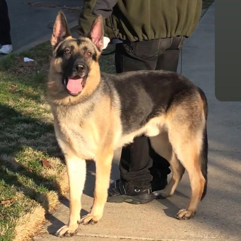 Moses, a ADOPTABLE German Shepherd Dog in Millburn, NJ image 1/3