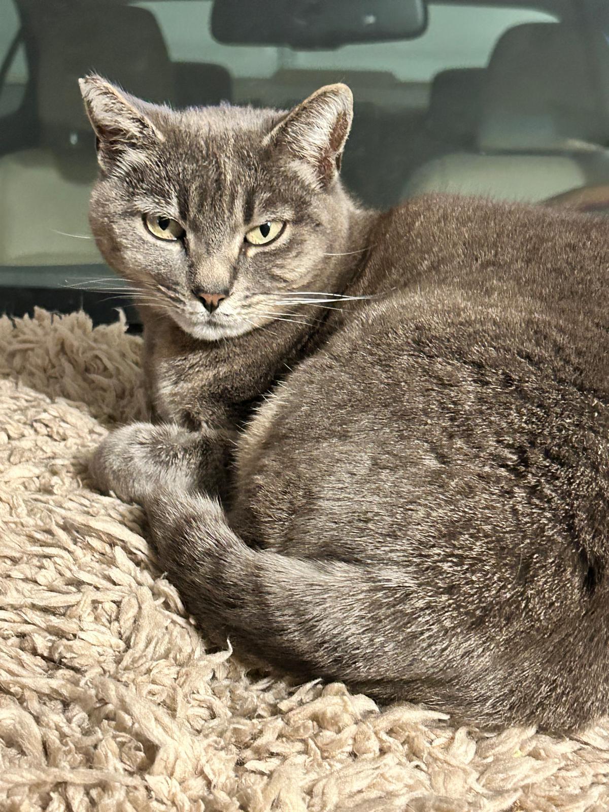 Sukhi, Adoptable, Young Female Domestic Short Hair & Russian Blue.