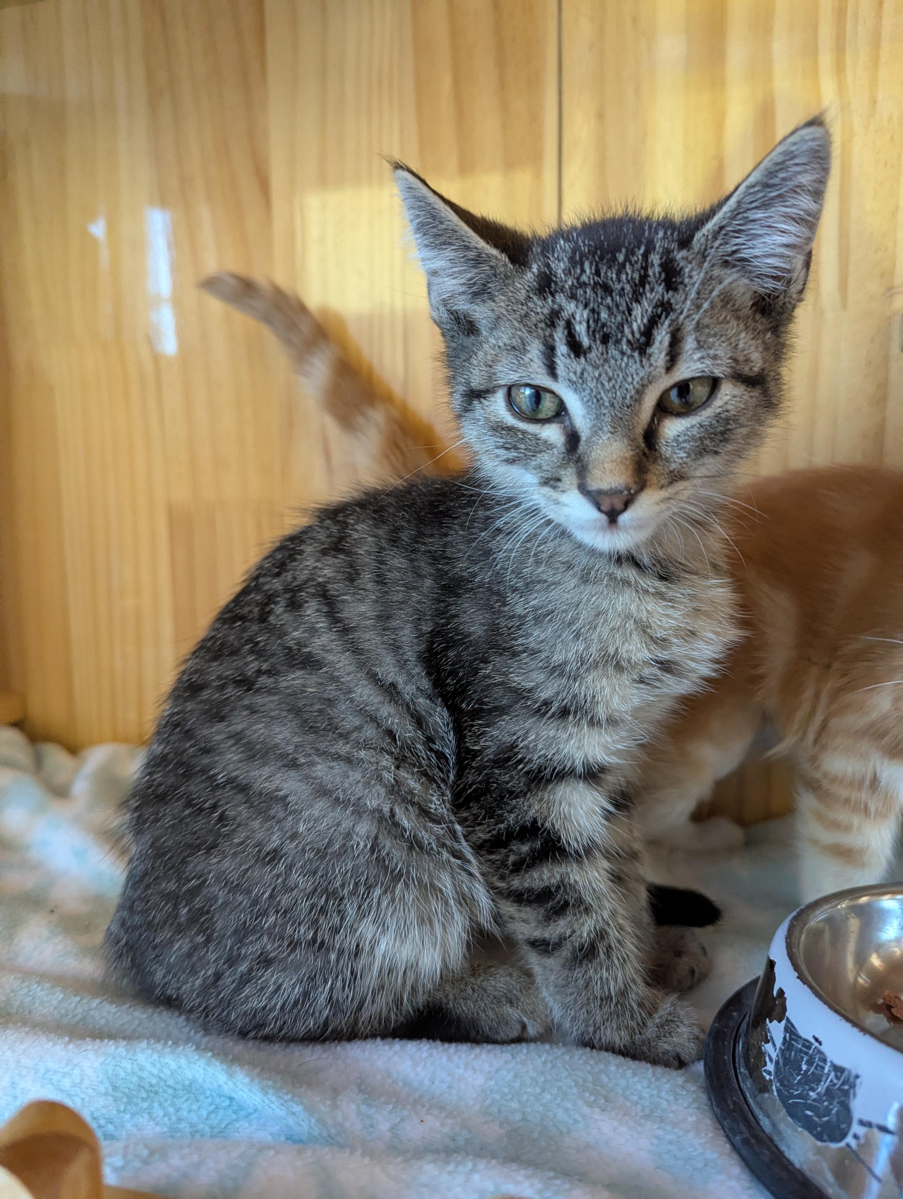 Tot, an adoptable Tabby in Torrey, UT, 84775 | Photo Image 1