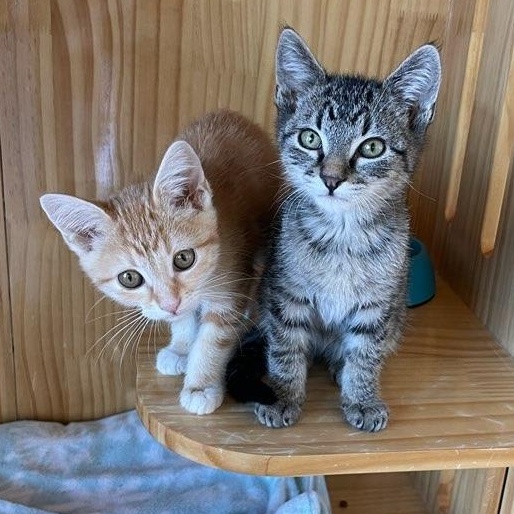 Tot, a Adoptable Tabby in Torrey, UT image 4/4