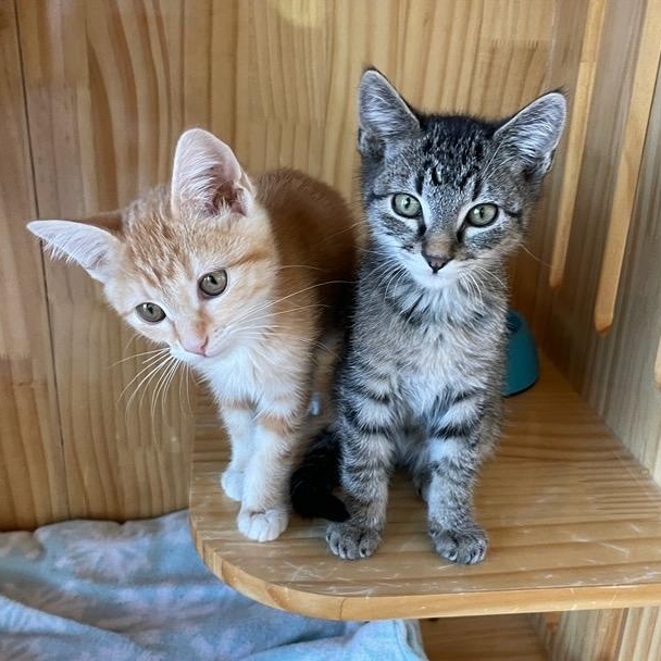 Tot, Adoptable, Young Female Tabby.
