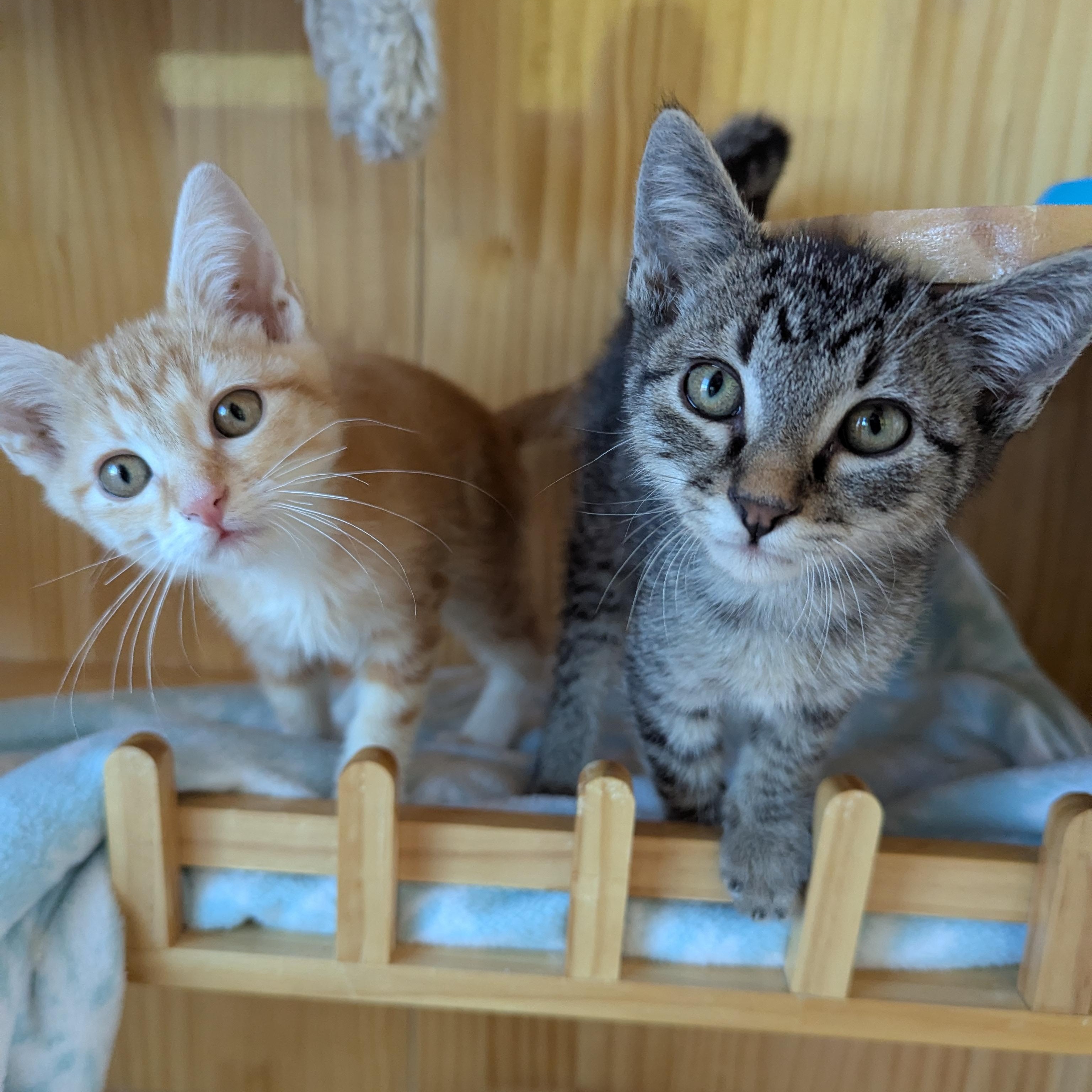Tot, an adoptable Tabby in Torrey, UT, 84775 | Photo Image 4