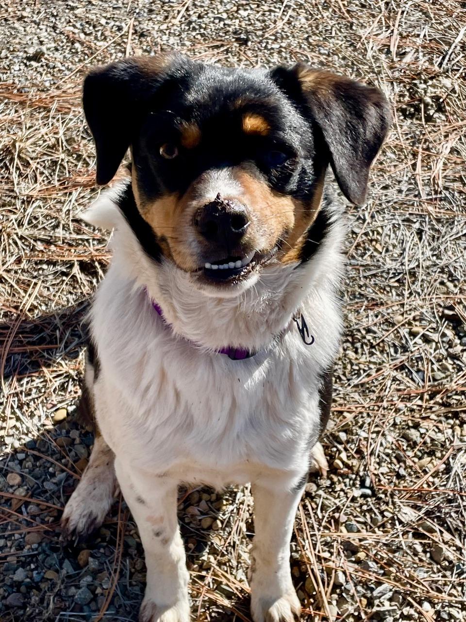 Nicolage, Adoptable, Young Male Cattle Dog.