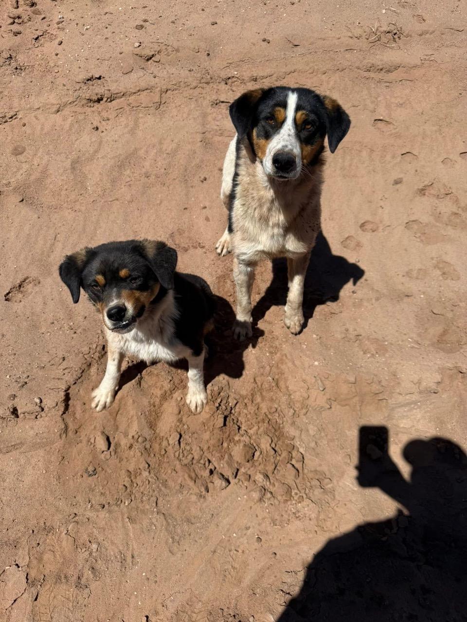 Nicolage, a Adoptable mixed breed in Flagstaff, AZ image 3/3