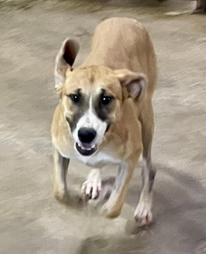 Enlarge Chanel, an adopted Mixed Breed in Columbia, LA image 3/5