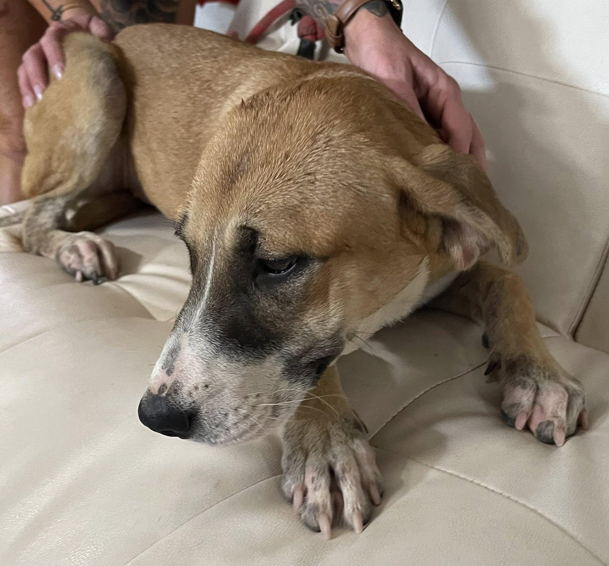 Enlarge Chanel, an adopted Mixed Breed in Columbia, LA image 4/5