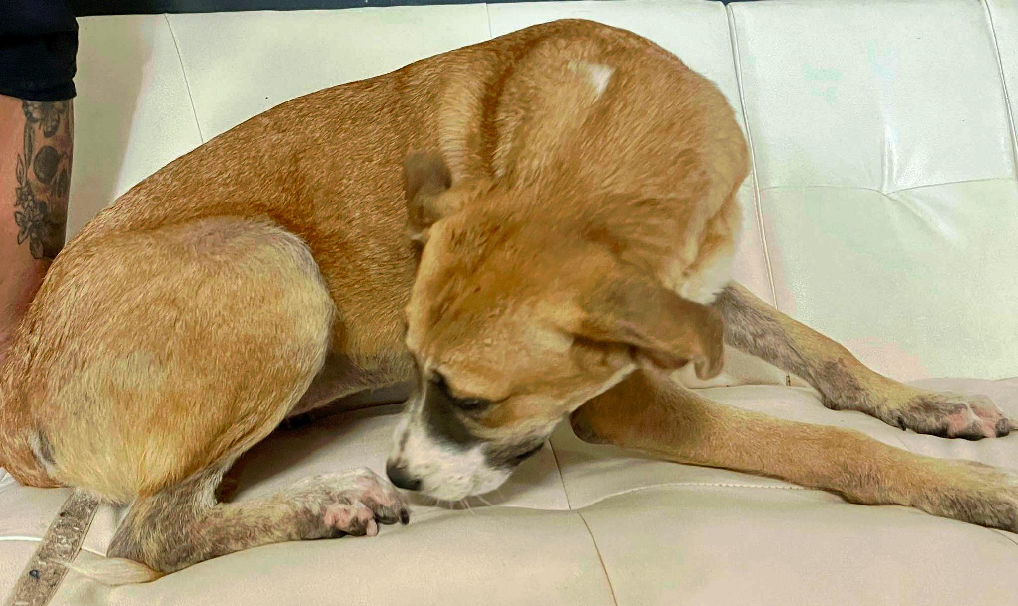 Enlarge Chanel, an adopted Mixed Breed in Columbia, LA image 5/5