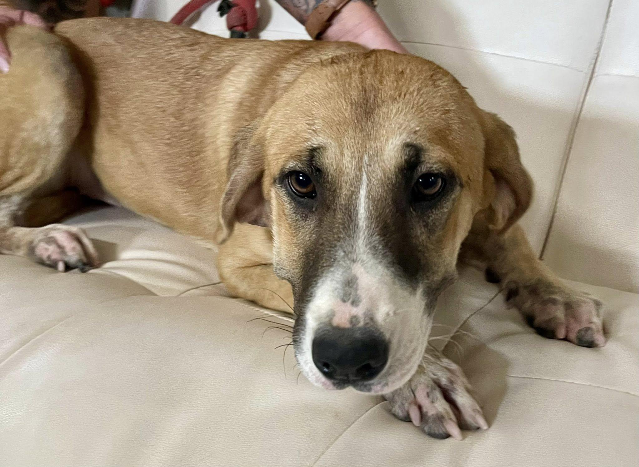 Enlarge Chanel, an adopted Mixed Breed in Columbia, LA image 1/5