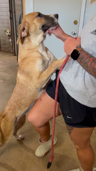 Enlarge Chanel, an adopted Mixed Breed in Columbia, LA video 2/5