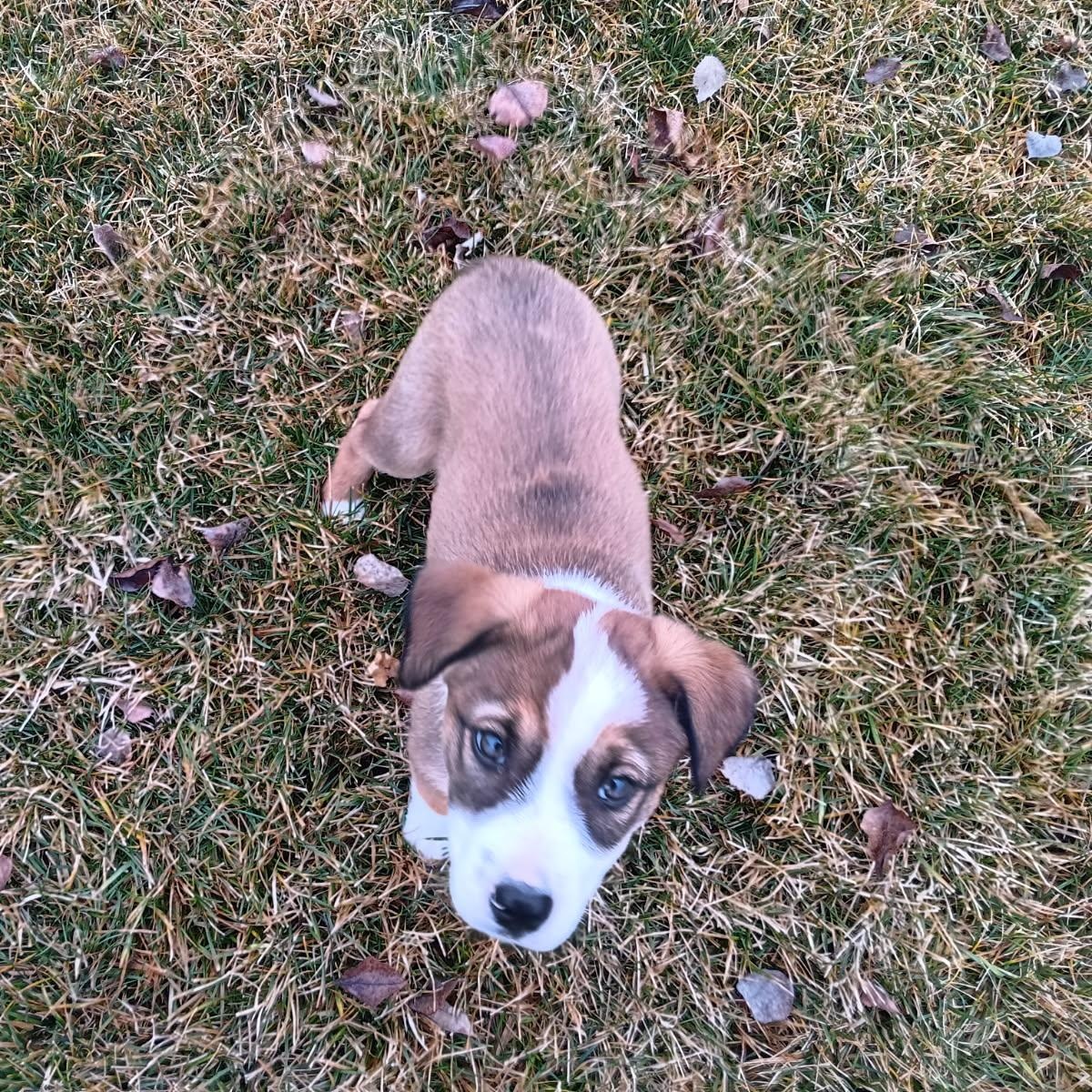 Sunday, adopted, Puppy Female Australian Cattle Dog / Blue Heeler & Border Collie.